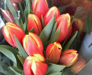 もう春の花が・・・いっぱい❀｜「フラワーショップテラオ」　（愛知県名古屋市守山区の花キューピット加盟店 花屋）のブログ