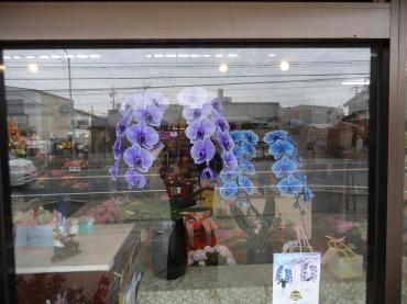 入荷しました☆ブルーとパープルのコチョウラン☆｜「フラワーショップテラオ」　（愛知県名古屋市守山区の花キューピット加盟店 花屋）のブログ