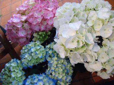 花屋さんは、初夏です。｜「フラワーショップテラオ」　（愛知県名古屋市守山区の花キューピット加盟店 花屋）のブログ