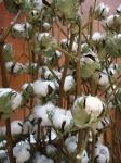 Cotton Flower 入荷しました✿｜「フラワーショップテラオ」　（愛知県名古屋市守山区の花キューピット加盟店 花屋）のブログ