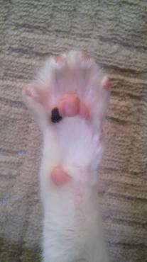 猫の手｜「フラワーショップテラオ」　（愛知県名古屋市守山区の花キューピット加盟店 花屋）のブログ