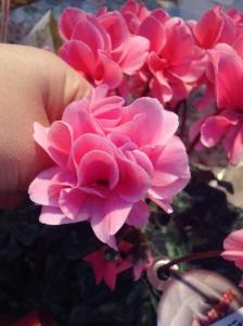 バラ咲きシクラメン『ROSES』入荷しました✿｜「フラワーショップテラオ」　（愛知県名古屋市守山区の花キューピット加盟店 花屋）のブログ