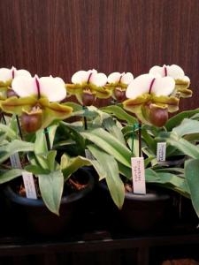 シャチョーが運んできた花鉢✿｜「フラワーショップテラオ」　（愛知県名古屋市守山区の花キューピット加盟店 花屋）のブログ