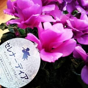 セレナーディア入荷しました｜「フラワーショップテラオ」　（愛知県名古屋市守山区の花キューピット加盟店 花屋）のブログ