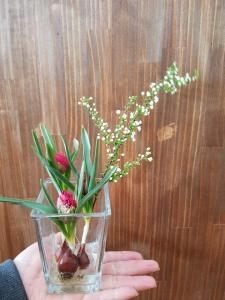 原種チューリップが人気です♪｜「フラワーショップテラオ」　（愛知県名古屋市守山区の花キューピット加盟店 花屋）のブログ