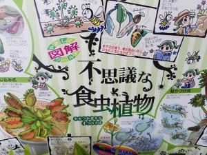 ブームな植物｜「フラワーショップテラオ」　（愛知県名古屋市守山区の花キューピット加盟店 花屋）のブログ