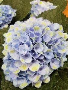 ラストスパートで紫陽花２種入荷しました！｜「フラワーショップテラオ」　（愛知県名古屋市守山区の花キューピット加盟店 花屋）のブログ
