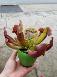 食虫植物、入荷しました。｜「フラワーショップテラオ」　（愛知県名古屋市守山区の花キューピット加盟店 花屋）のブログ