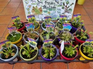 食虫植物入荷しました|「フラワーショップテラオ」　（愛知県名古屋市守山区の花屋）のブログ